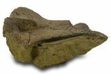 Dinosaur Tendons, Bone, and Gar Scale in Sandstone - Wyoming #377762-4